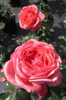Preview: Edelrose Bijou Corail
